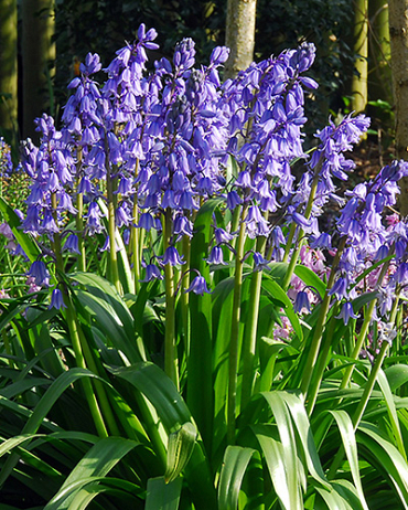 X 100 HYACINTHOIDES HISPANICA EXCELSIOR 10/+