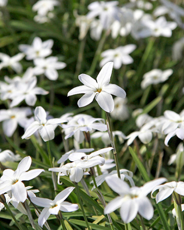 X 100 IPHEION UNIFLORUM ALBERTO CASTILLO 5/+