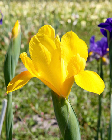 X 100 IRIS HOLLANDICA ROYAL YELLOW 7/8