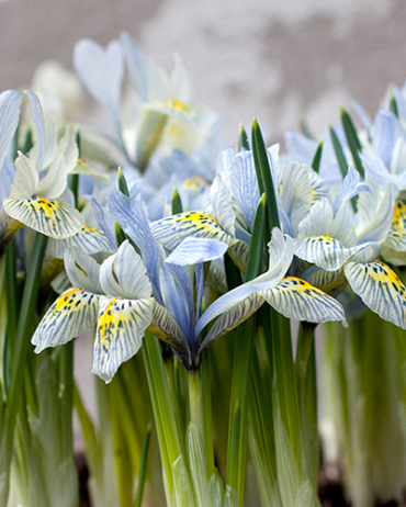 X 100 IRIS SPECIES KATHARINE HODGKIN 6/+