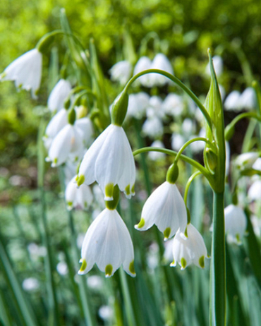 X 100 LEUCOJUM AESTIVUM 10/12