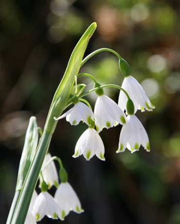 X 100 LEUCOJUM AESTIVUM GRAVETYE GIANT 12/14