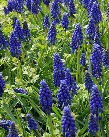 X 100 MUSCARI ARMENIACUM 8/9