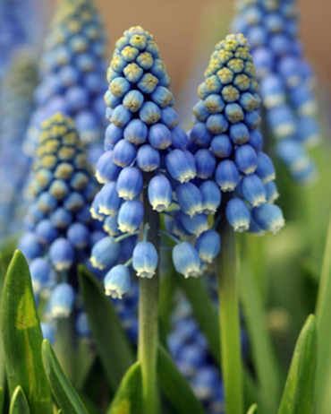 X 100 MUSCARI AUCHERI BLUE MAGIC 8/9