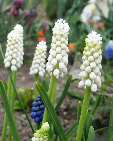 X 100 MUSCARI BOTRYOIDES ALBUM 6/+