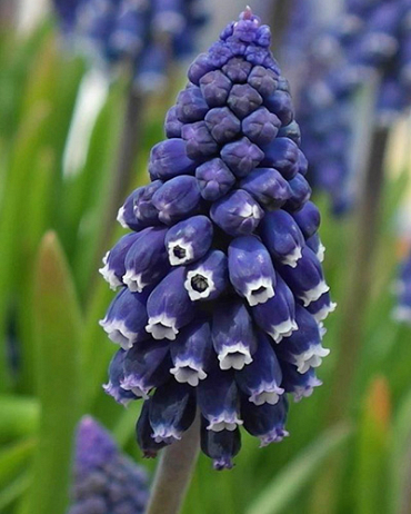 X 100 MUSCARI JOYCE SPIRIT 7/8