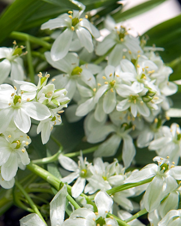 X 100 ORNITHOGALUM BALANSAE 6/+