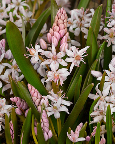 X 100 SCILLA BIFOLIA ROSEA 5/+