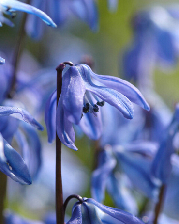 X 100 SCILLA SIBERICA 8/+
