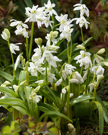 X 250 SCILLA SIBERICA ALBA 7/8