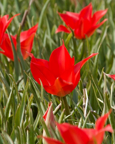 X 250 TULIPA LINIFOLIA 4/5