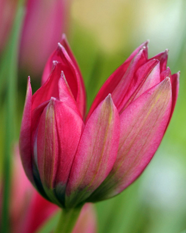 X 250 TULIPA LITTLE BEAUTY 6/+