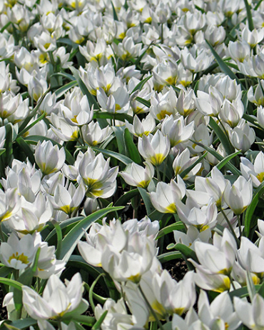 X 250 TULIPA POLYCHROMA 6/+