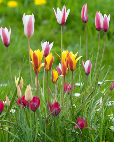 X 250 TULIPA BOTANISCH GEMENGD 6/+