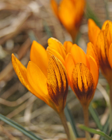 X 250 CROCUS ORANGE MONARCH 5/+