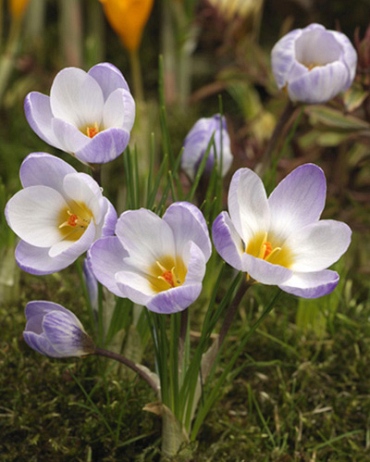 X 250 CROCUS SPECIE SIEBERI FIREFLY 5/+