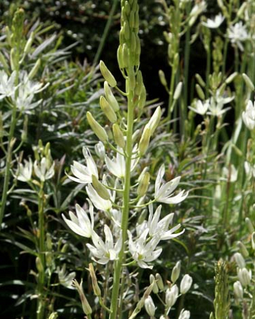 X 100 CAMASSIA LEICHTLINII ALBA 14/+