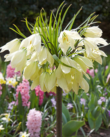 X   10 FRITILLARIA RADDEANA 16/+