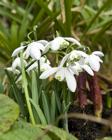 X 100 GALANTHUS FLORE PLENO 5/+