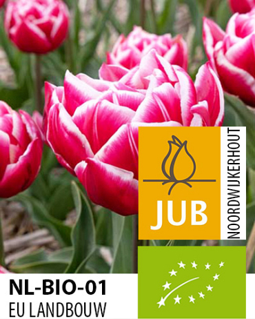 X 100 BIO TULIPA COLUMBUS 11/12