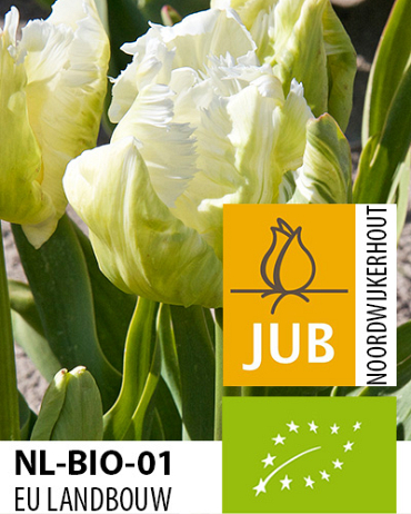 X 100 BIO TULIPA WHITE REBEL 11/12