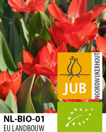 X 100 BIO TULIPA PRAESTANS ZWANENBURG 7/+