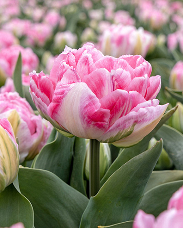X 100 TULIPA FOXTROT 12/+