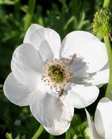 X 100 ANEMONE CORONARIA BRIDE 5/6