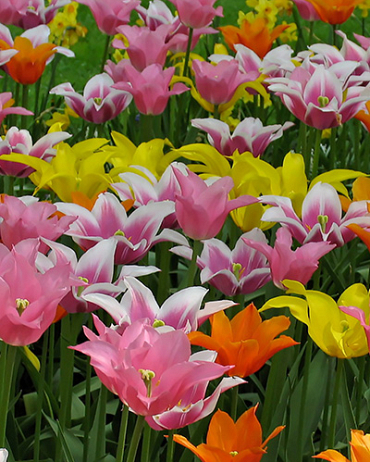 X 100 TULIPA LELIEBLOEMIG MIX 11/12