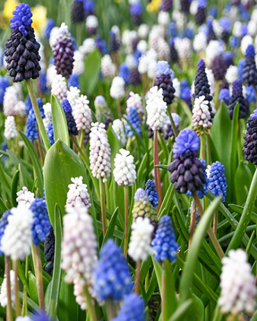 X 100 MUSCARI MIX 8/9