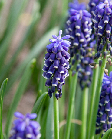 X 100 MUSCARI ARMENIACUM NIGHT EYES 7/8