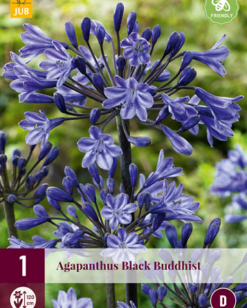 X 1 AGAPANTHUS BLACK BUDDHIST 1/2