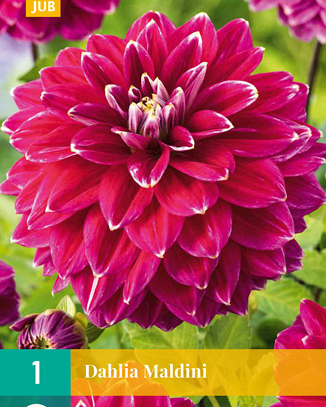 X 1 DAHLIA MALDINI I