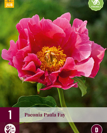 X 1 PAEONIA PAULA FAY 2/3