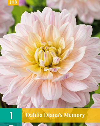 X 1 DAHLIA DIANA'S MEMORY I