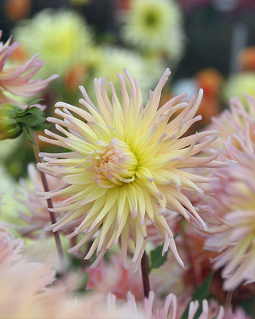 X 10 DAHLIA APRICOT STAR I