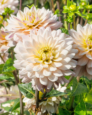 X 10 DAHLIA DIANA'S MEMORY I