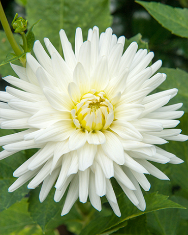 X 10 DAHLIA MY LOVE I