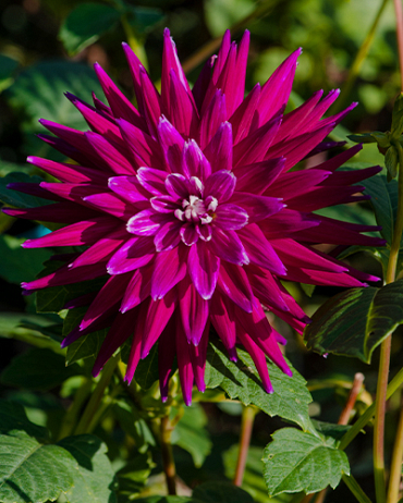 X 10 DAHLIA PURPLE GEM I