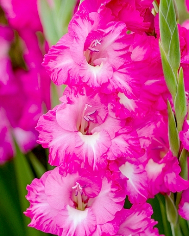 X 100 GLADIOLUS FAIRYTALE PINK 12/14