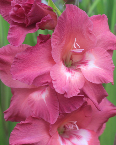 X 100 GLADIOLUS INDIAN SUMMER 12/14