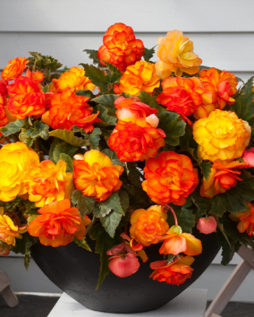 X 25 BEGONIA CASCADE SUNRAY 5/6