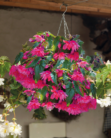 X 25 BEGONIA PENDULA PINK 4/5