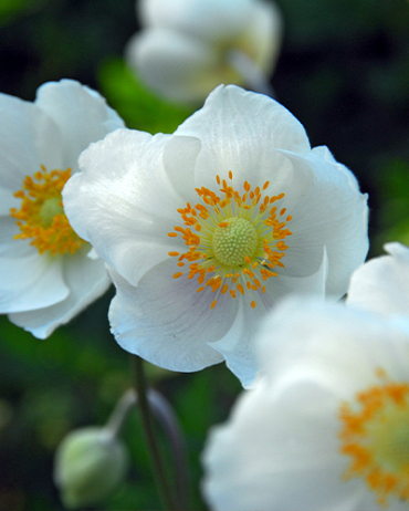 X 100 ANEMONE CORONARIA BRIDE 5/6