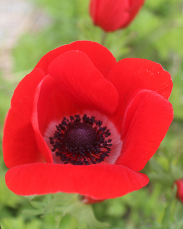 X 100 ANEMONE CORONARIA HOLLANDIA 5/6