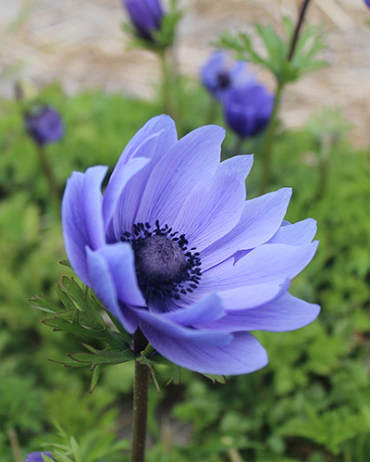 X 100 ANEMONE CORONARIA MR. FOKKER 5/6