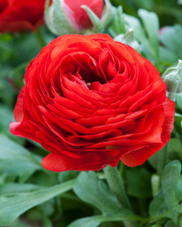 X 100 RANUNCULUS ROOD 6/7