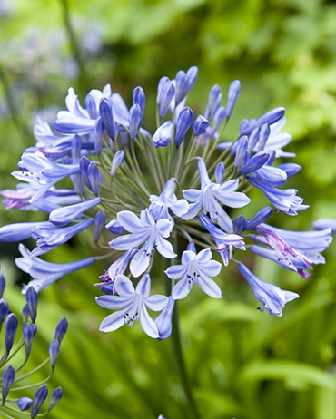 X 25 AGAPANTHUS BLUE GIANT 1/2