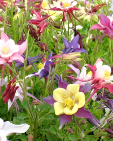 X 25 AQUILEGIA MIX I