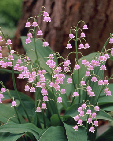 X 25 CONVALLARIA MAJALIS ROSEA I